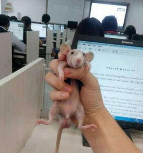 新买的宠物，为什么感觉哪里不对劲的动物gif搞笑图片