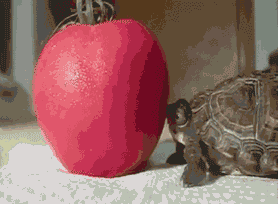 这货已经咬了一上午了动物gif搞笑图片