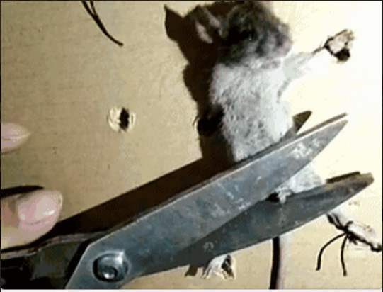 大哥我错了，我再也不偷东西了动物gif搞笑图片