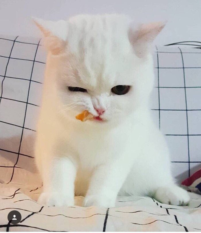 尼玛，这糖真粘动物gif搞笑图片