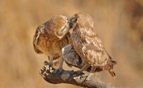 深情的一吻动物gif搞笑图片