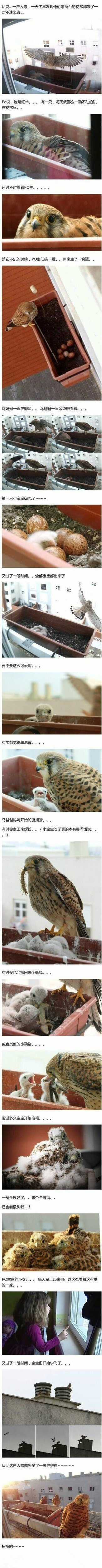 下蛋鸟儿观察日记动物gif搞笑图片