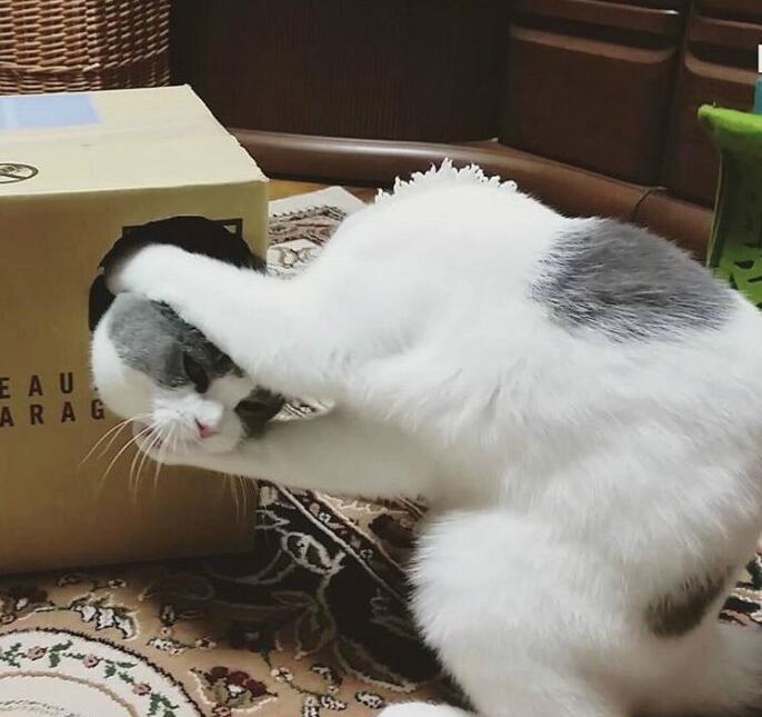 给大家表演个魔术动物gif搞笑图片