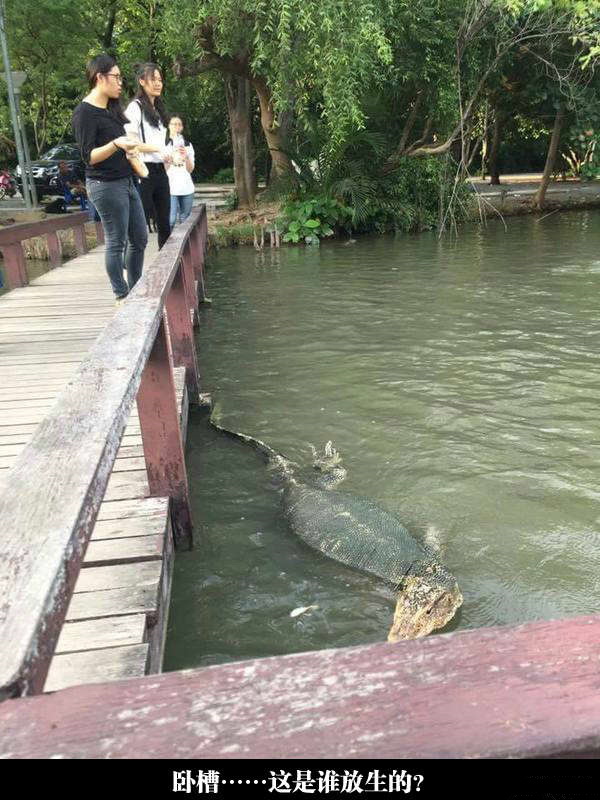 现在人什么都敢拿来放生动物gif搞笑图片