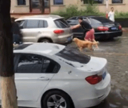 别人家的汪星人动物gif搞笑图片