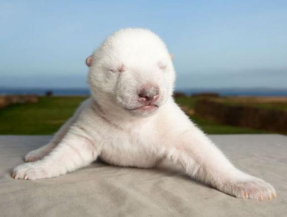 动物萌图动物gif搞笑图片