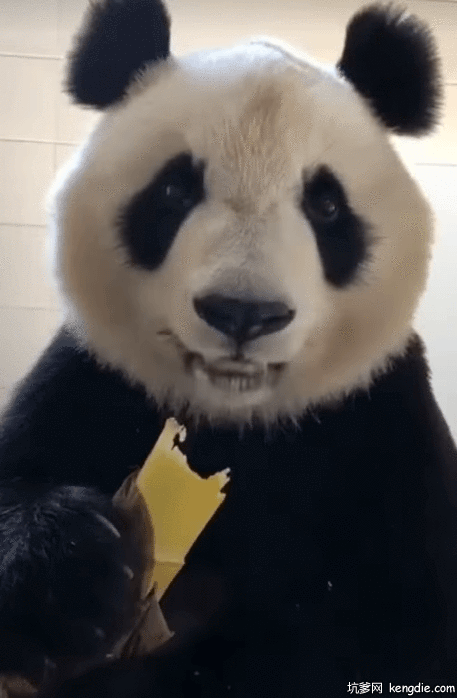 熊猫蜀云吃甘蔗gif动态图片动物gif搞笑图片