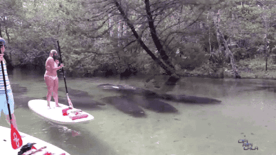 这么大的鱼，他们怎么这样淡定哦动物gif搞笑图片