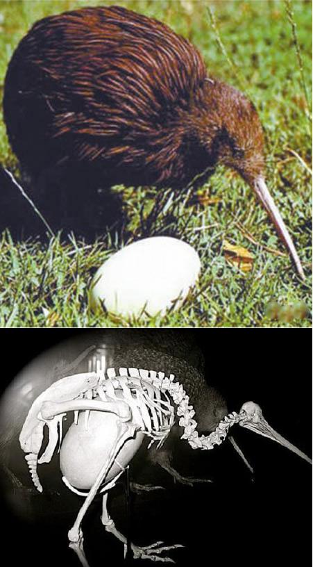 好像身体被掏空动物gif搞笑图片