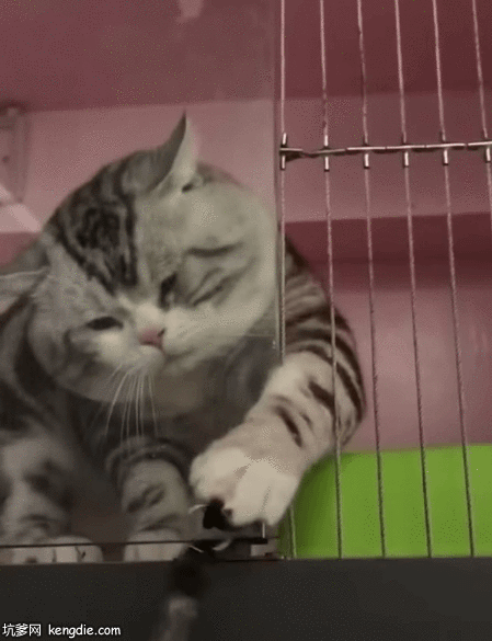 聪明的挪威森林猫拧钥匙开门gif动态图片动物gif搞笑图片