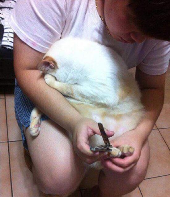 喵星人因为害怕剪指甲，所以在主银帮它剪指甲的时候，它都会把眼睛遮住了动物gif搞笑图片