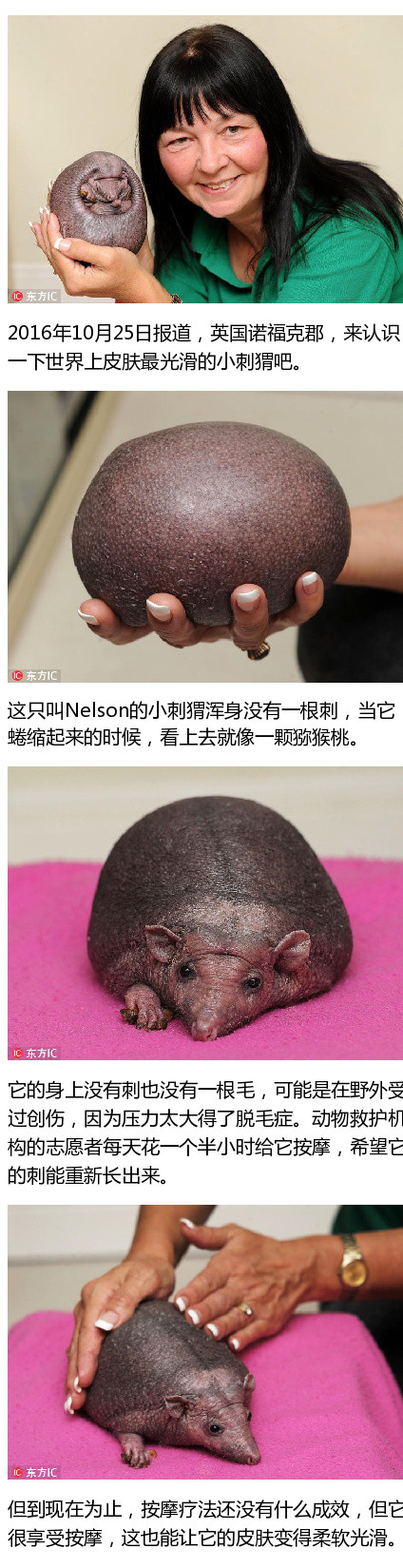 英国小刺猬不长刺 圆嘟嘟似猕猴桃动物gif搞笑图片