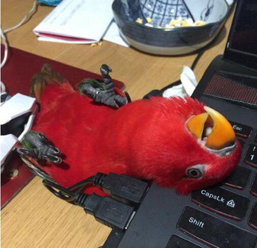 瘫痪在暖气旁动物gif搞笑图片