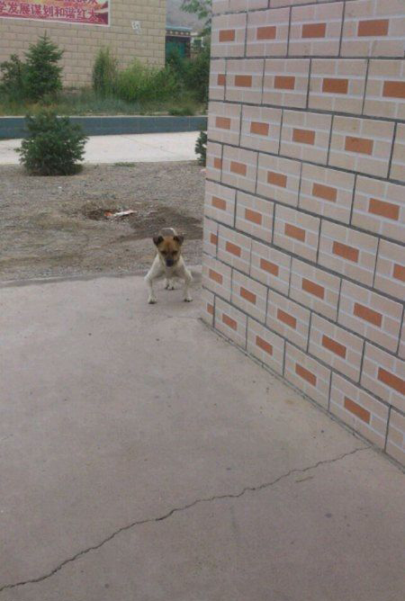 汪星人你去骑马了啊？动物gif搞笑图片