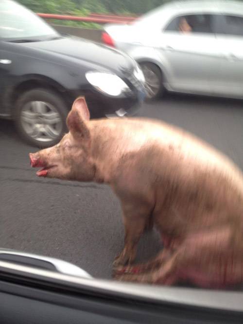 大师兄，二师兄有难动物gif搞笑图片