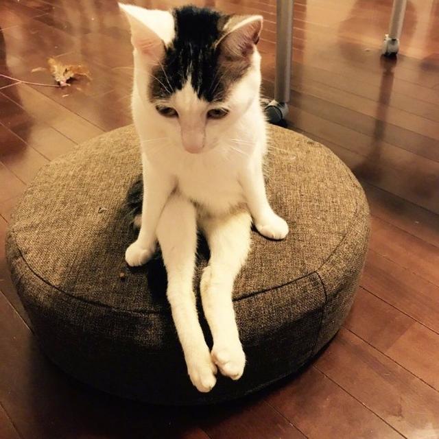 你是失恋了吗？动物gif搞笑图片