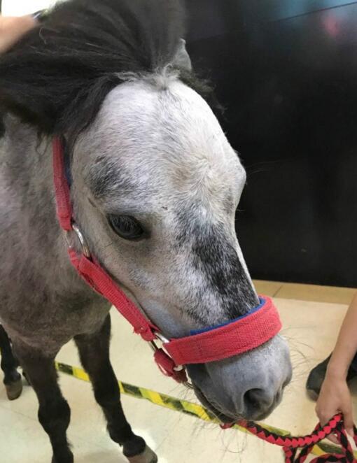 撩起了你的空气刘海来动物gif搞笑图片