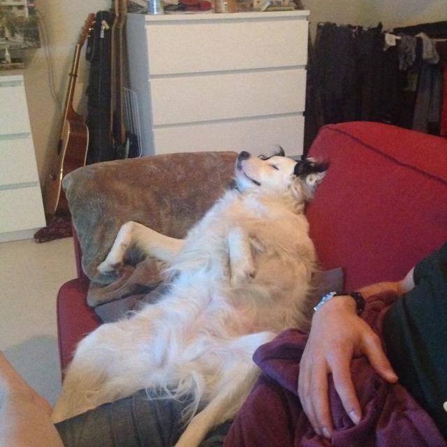 “来吧，给本宝宝做个美甲。”动物gif搞笑图片