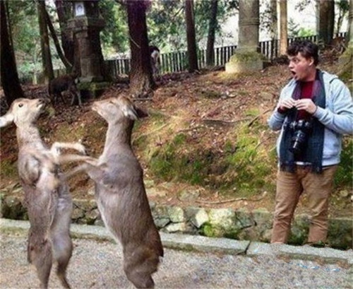 打起来了，我要不要去劝架？动物gif搞笑图片