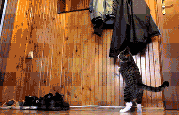 你这傻B要干嘛？动物gif搞笑图片