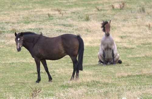 喂，你不是狗，有点马的节操好不动物gif搞笑图片