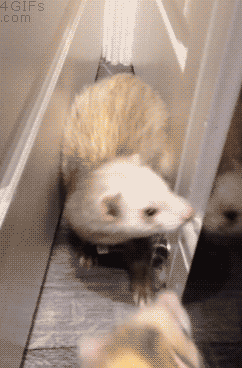 真的这就很尴尬了动物gif搞笑图片