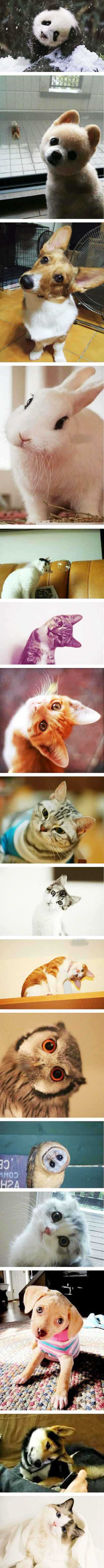 亲们，不歪头已经很萌了。。。动物gif搞笑图片