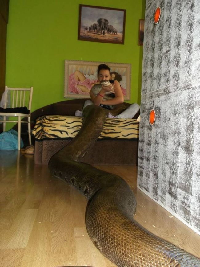 妹子的宠物好酷啊动物gif搞笑图片