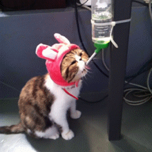 这个喂水方法也不错，猫奴们可以试试动物gif搞笑图片