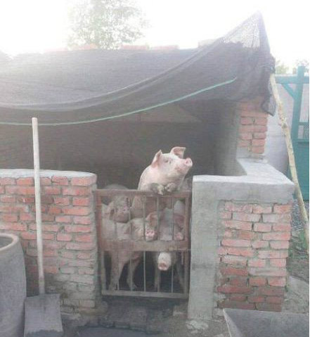 放我们出去，放我们出去动物gif搞笑图片