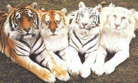 打印机没油墨了动物gif搞笑图片