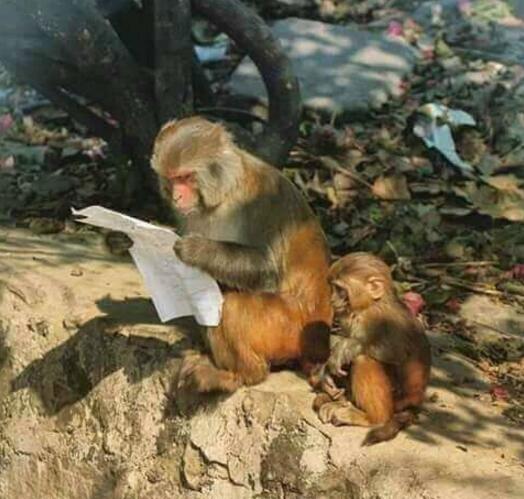 给爸爸看成绩单的时候动物gif搞笑图片