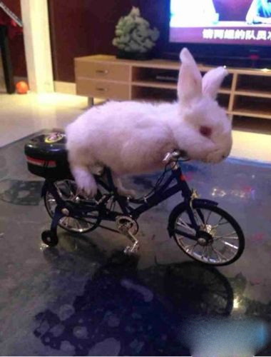 我家的兔子会骑车动物gif搞笑图片