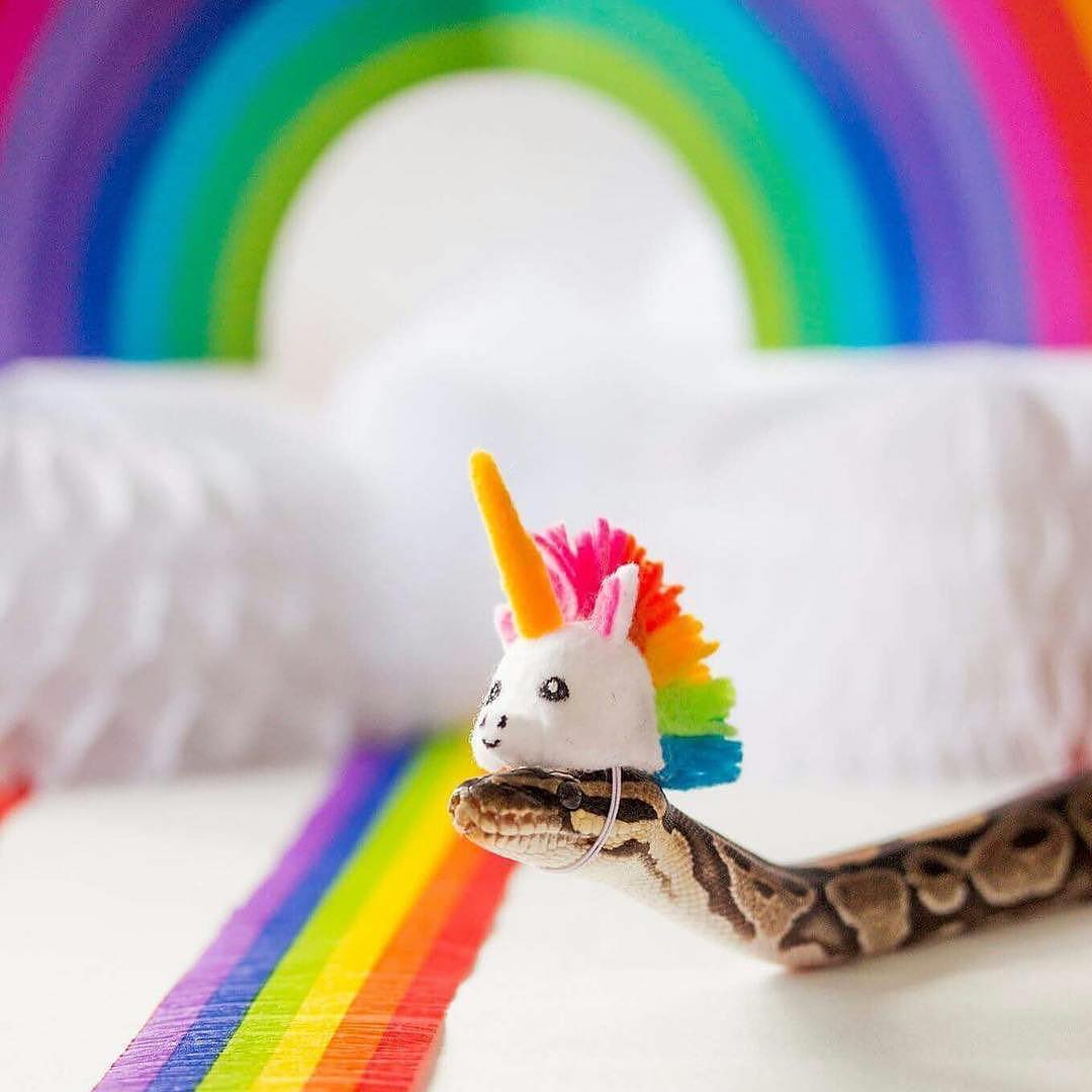 家有独角兽一枚动物gif搞笑图片