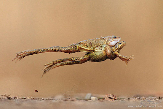 带她一起飞翔动物gif搞笑图片