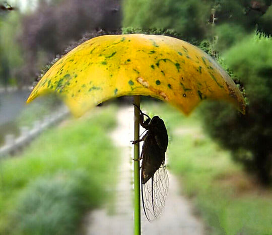 量身定做的雨伞动物gif搞笑图片