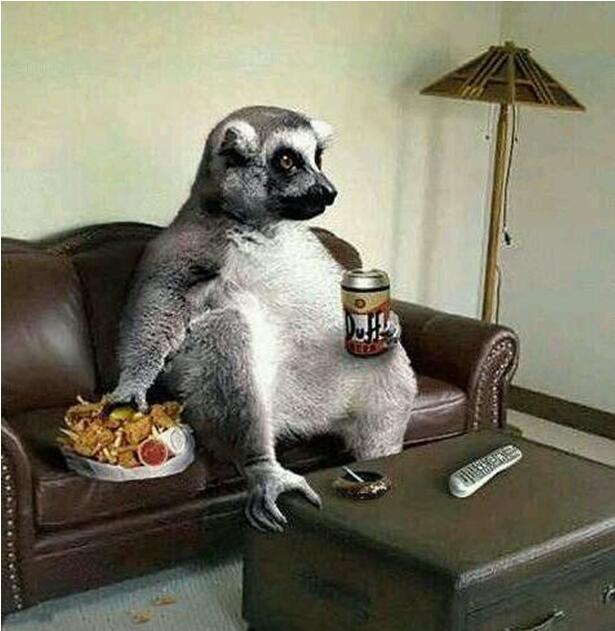 看会电视先动物gif搞笑图片