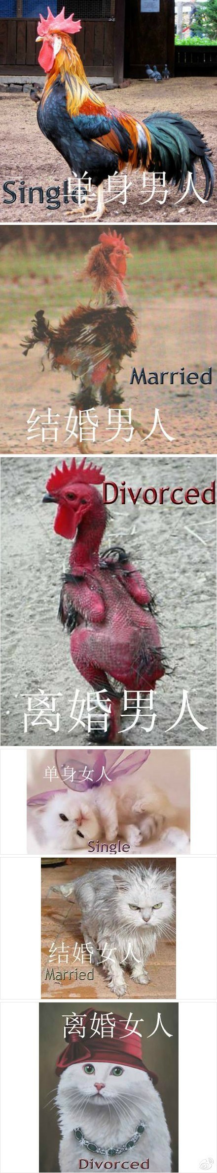 男女有别动物gif搞笑图片