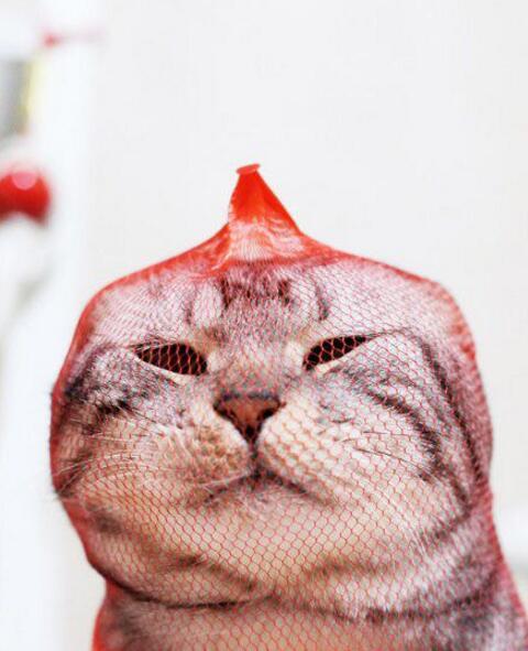 铲屎的还在世么？！动物gif搞笑图片