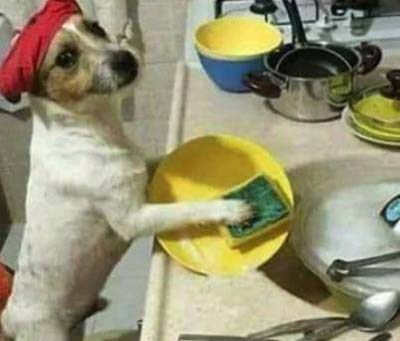 真是只勤劳能干的狗子,主人表示十分欣慰动物gif搞笑图片