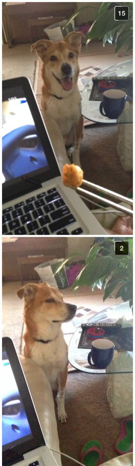 被主银调戏了，狗狗的表情好赞啊动物gif搞笑图片