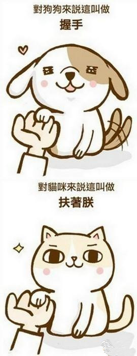 狗和猫的区别动物gif搞笑图片