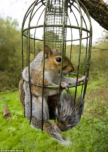 英国一贪吃松鼠挤入笼中吃食被困动物gif搞笑图片