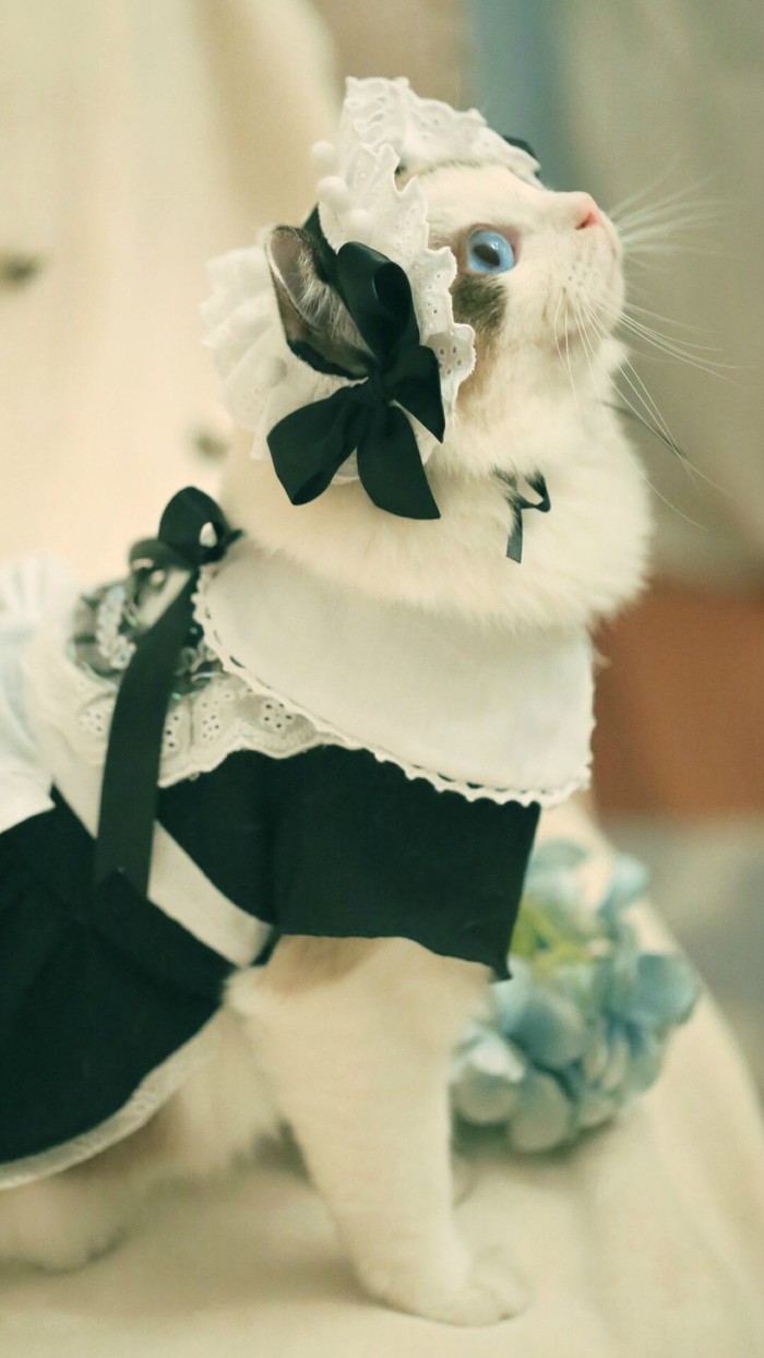 女仆喵动物gif搞笑图片