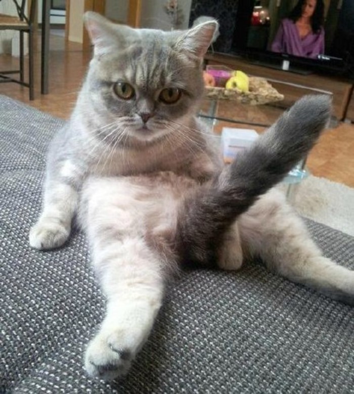 就这气势我给满分动物gif搞笑图片