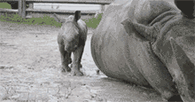 北鼻犀牛的模仿秀动物gif搞笑图片