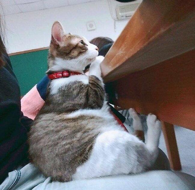 整个教室唯一认真听讲的同学动物gif搞笑图片