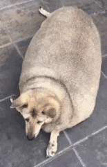 这狗一看就知道是奶奶养大的，没毛病动物gif搞笑图片