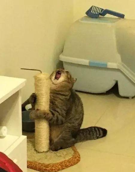 一觉醒来发现猫爬架被拆，这哀嚎声。。。动物gif搞笑图片
