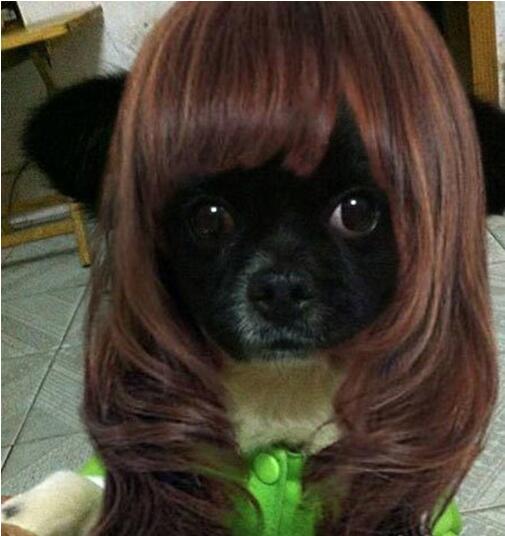 超凡脱俗的清新小萝莉动物gif搞笑图片